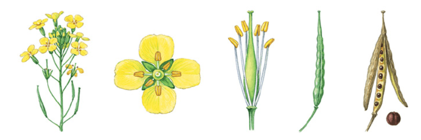 Задание рисунок 1