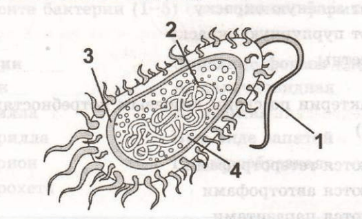 Задание рисунок 1