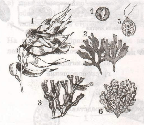 Задание рисунок 1