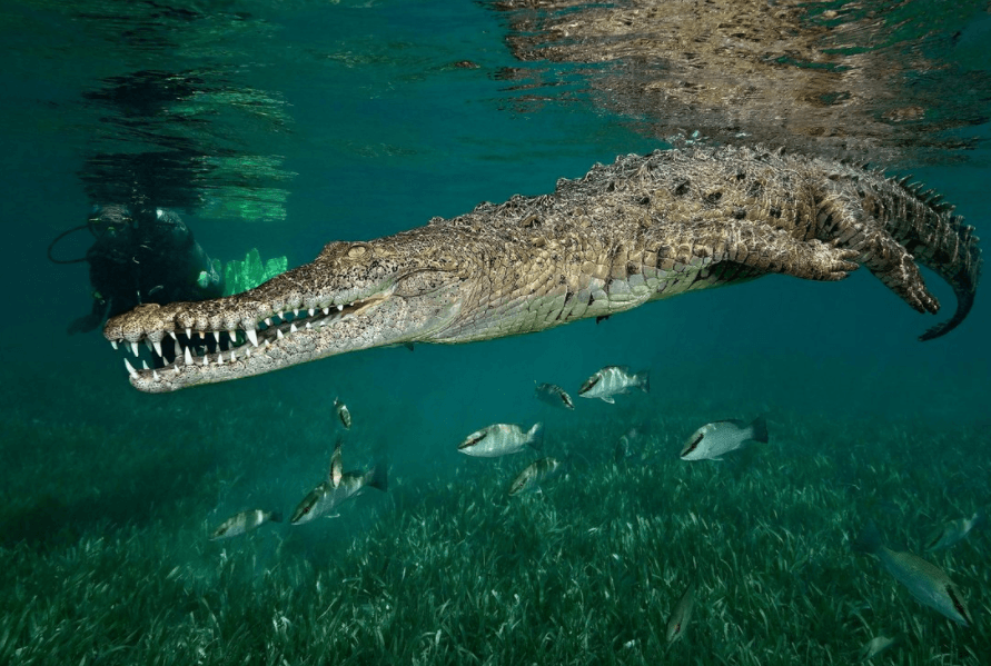 Решение рисунок 1