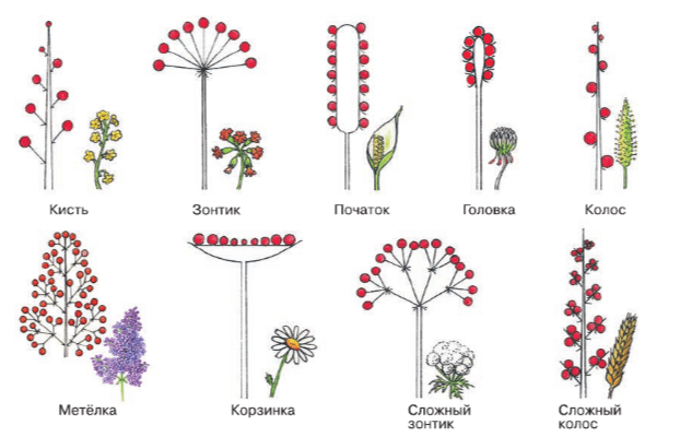Задание рисунок 1
