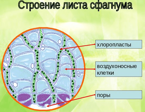 Решение рисунок 1