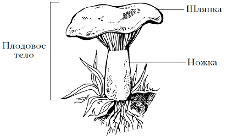 Решение рисунок 1