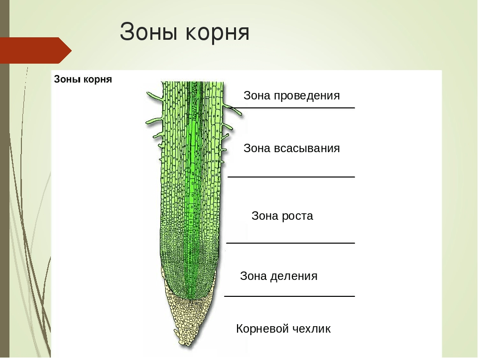 Решение рисунок 1
