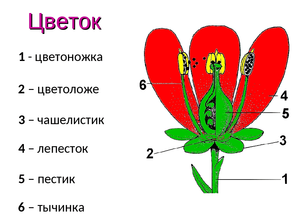 Решение рисунок 1